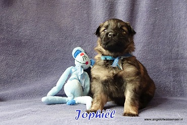 Jophiël, licht-grauwe Oudduitse Herder reu van 3 weken oud